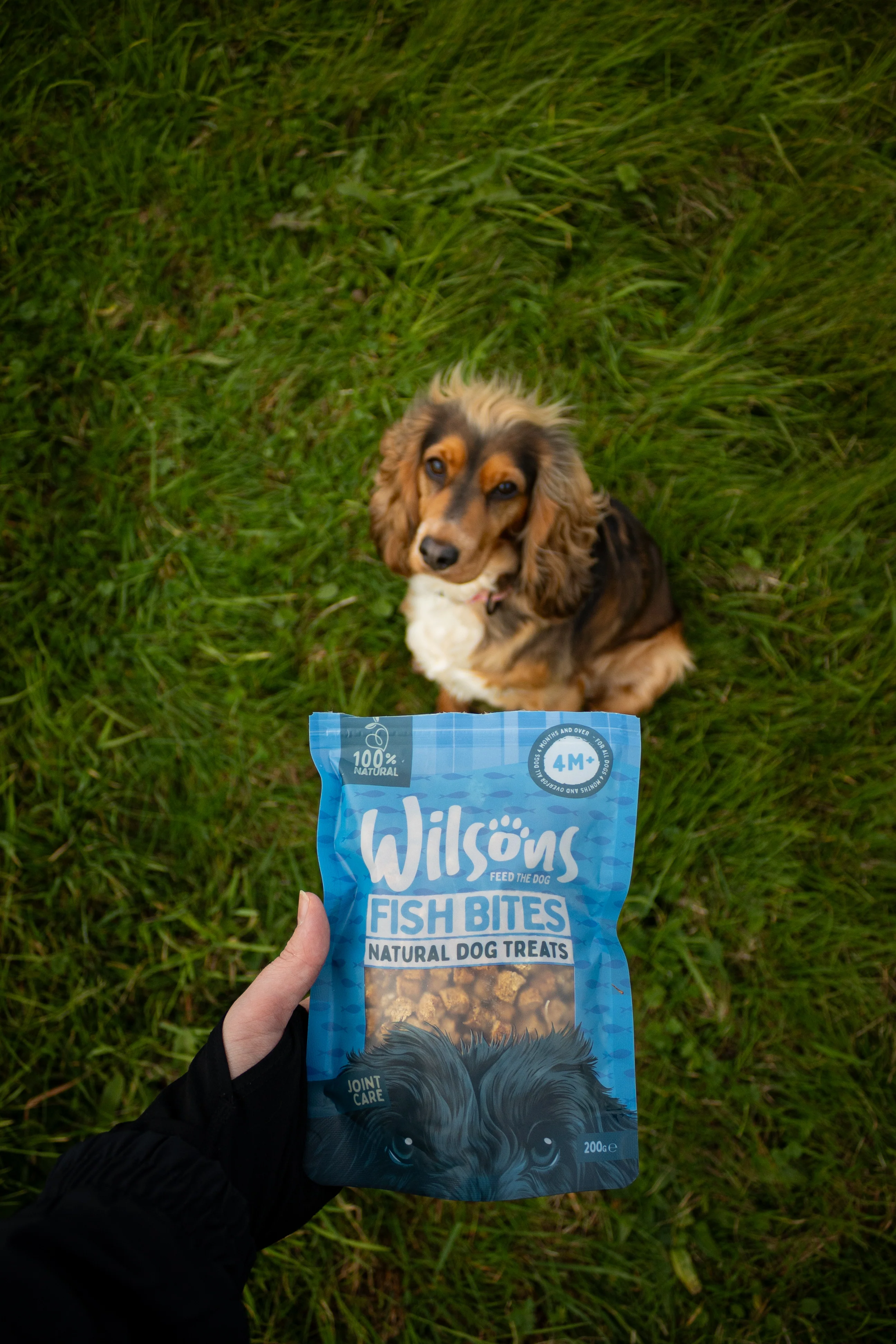 Fish Bites Natural Dog Treats - Image 3